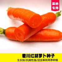 君川紅胡蘿卜種籽四季秋季蔬菜子大田高產蔬菜紅蘿卜種孑