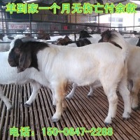 先養(yǎng)后付款大量供應(yīng)波爾山羊羊羔 波爾山羊種羊 實(shí)時波爾山羊