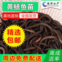 正大九號黃鱔 黃鱔魚苗 鱔魚苗 優(yōu)質淡水養(yǎng)殖活體魚苗批發(fā)