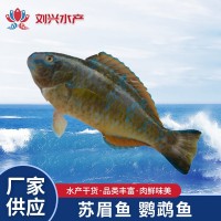 供應(yīng)海鮮蘇眉魚(yú)小蘇眉青衣 鸚鵡魚(yú) 500g批發(fā)