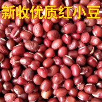 優質紅豆 大紅袍赤豆 廠家直銷紅小豆 易煮爛紅豆 可食用  2千克起批